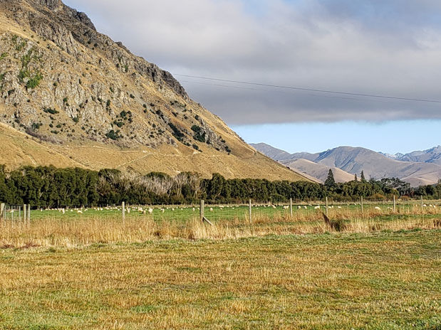 New Zealand sheep graze